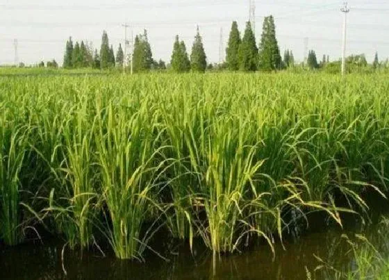 植物百科|茭菜又叫什么菜