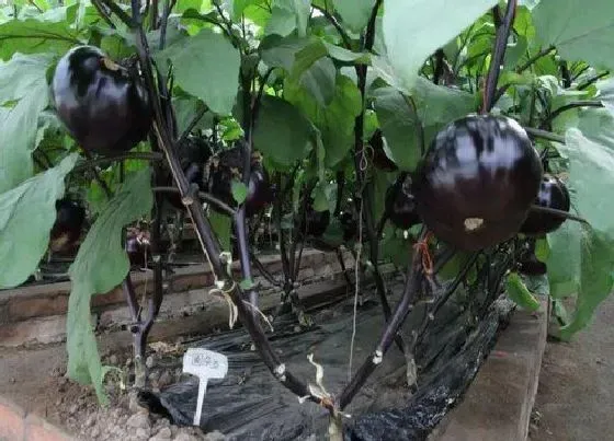 植物修剪|茄子怎么修剪方法