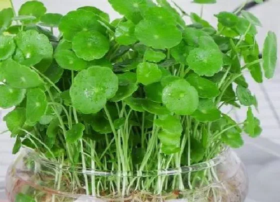 冬天植物|铜钱草怕冷吗（冬天天冷了之后怎么养才能安全过冬）