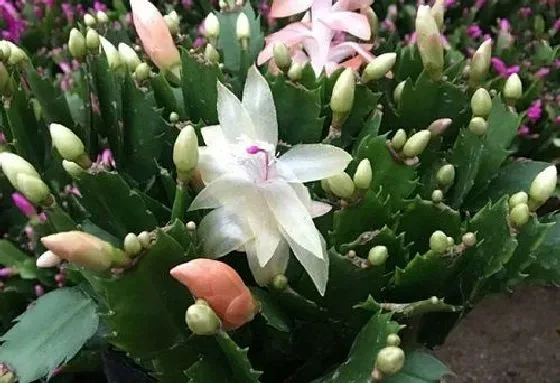 植物繁殖|蟹爪兰怎么繁殖 繁殖时间和方法图解