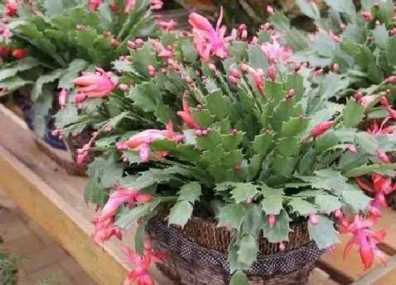 植物施肥|盆栽植物用什么肥料好