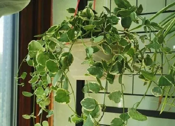 植物排行|藤本植物有哪些