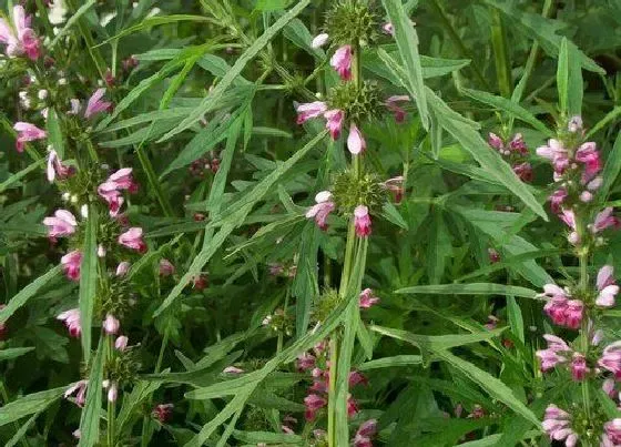 颜色花|益母草花是什么颜色的