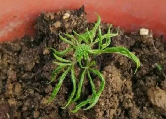 植物播种|人参什么时候播种最好