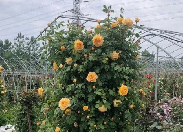 植物移栽|藤本月季什么时候移栽最好