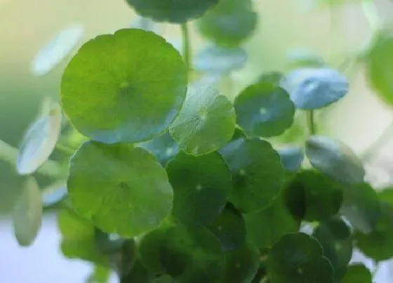 植物施肥|铜钱草浇什么肥最好