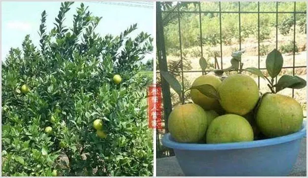 特早熟脐橙品种有哪些及品种介绍 | 养殖技术