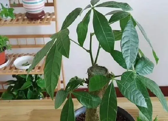 植物修剪|小发财树什么时候剪枝合适