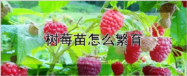 树莓苗怎么繁育 | 种植技术