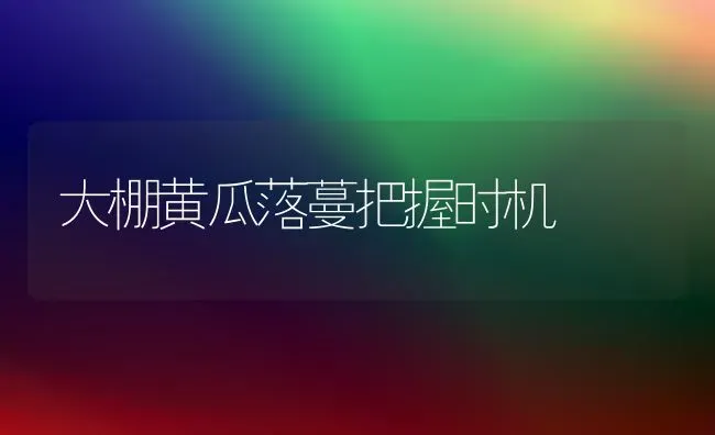 大棚黄瓜落蔓把握时机 | 蔬菜种植