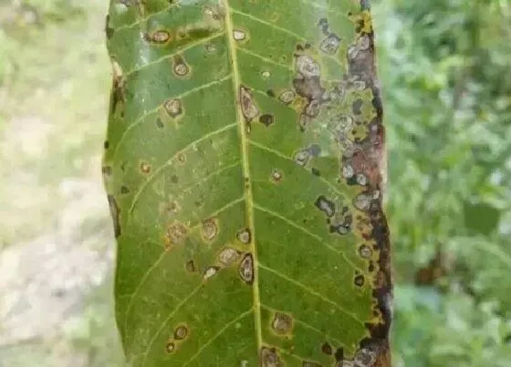 植物病害|杨树炭疽病发病原因及治疗方法