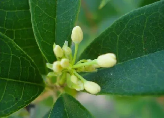 植物毒性|四季桂花有毒吗 可以放在室内养吗