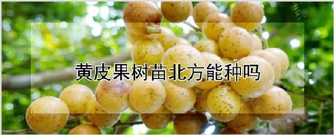 黄皮果树苗北方能种吗 | 种植资料