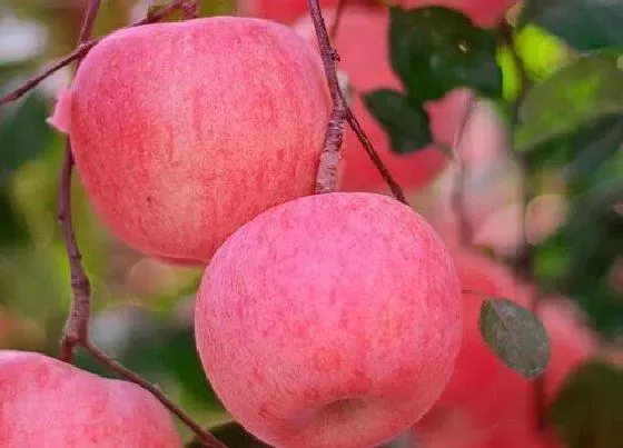 食用常识|苹果什么季节吃最好