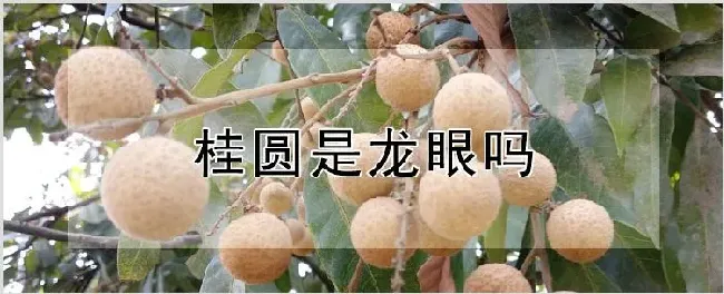 桂圆是龙眼吗 | 种植资料