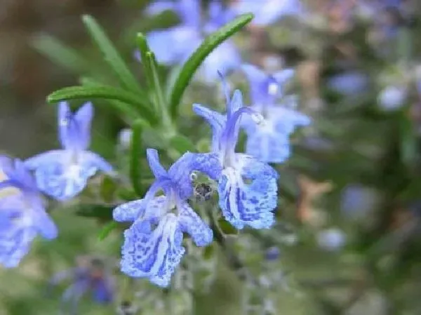 植物浇水|迷迭香多久浇一次水 浇水时间与频率