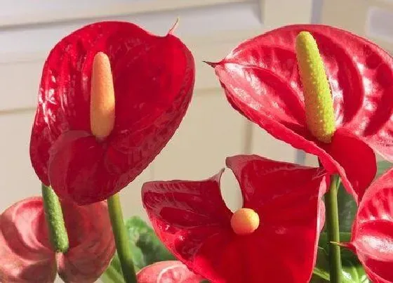 送花|过新年买什么花好