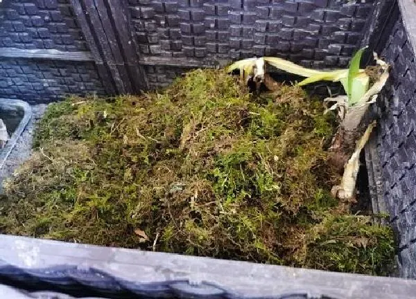 养殖方法|苔藓怎么养殖长得绿