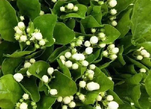 养殖科普|茉莉花喜阴还是喜阳光
