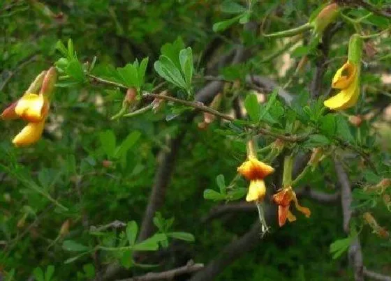 开花时间|雀梅什么时候开花 一年开几次花