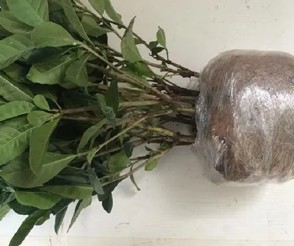 植物浇水|雨水适合浇什么花
