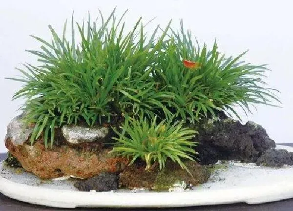 植物浇水|菖蒲怎么浇水方法