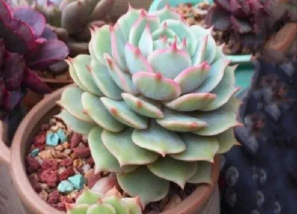 养殖科普|露娜莲开花后怎么处理