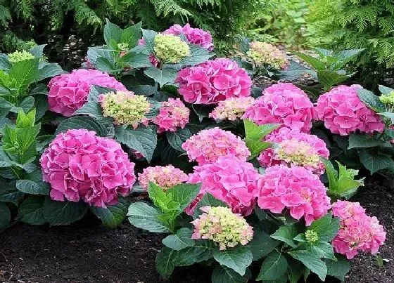 花卉百科|代表光明和希望的花（象征阳光与希望的花有哪些）