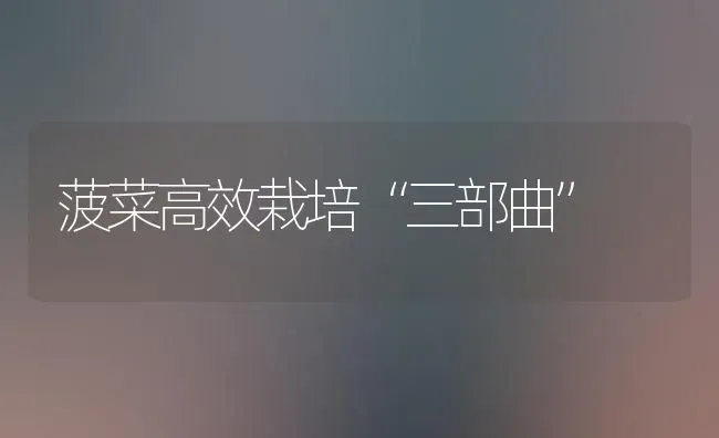 菠菜高效栽培“三部曲” | 蔬菜种植
