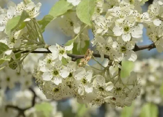 植物寓意|梨花代表什么人