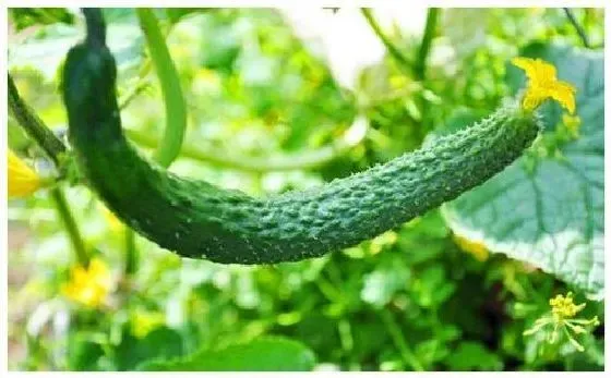 植物施肥|黄瓜什么时候追肥合适 高产追肥方法
