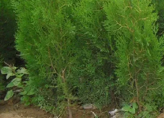 植物种类|桧柏和蜀桧是一种植物吗