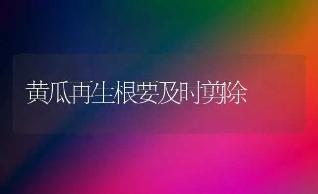 黄瓜再生根要及时剪除 | 蔬菜种植