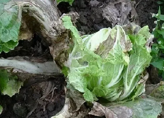 植物病害|生菜软腐病用什么药