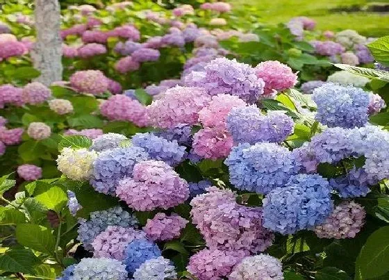 植物施肥|绣球花调色硫酸铝和硫酸亚铁，硫酸铝能长期给绣球花用吗）