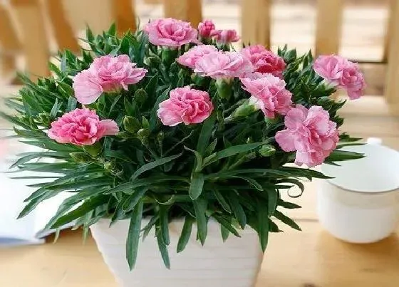植物修剪|多头康乃馨怎么修剪方法
