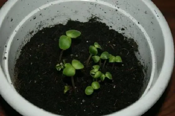 植物育苗|茶花种子怎么催芽 快速催芽方法