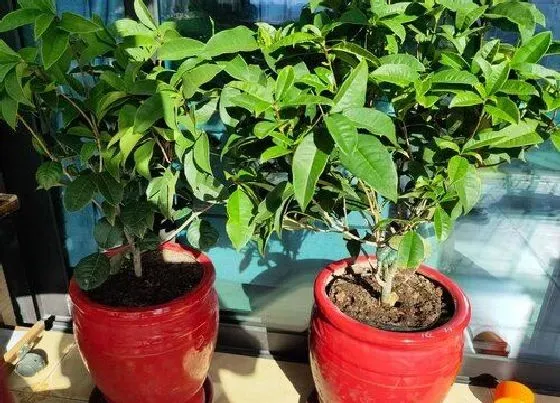 植物毒性|四季桂花有毒吗 可以放在室内养吗