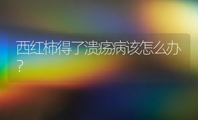 西红柿得了溃疡病该怎么办？ | 蔬菜种植