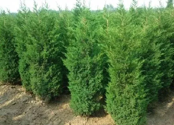 植物种类|桧柏和蜀桧是一种植物吗