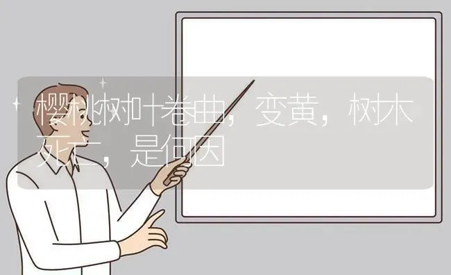 樱桃树叶卷曲，变黄，树木死亡，是何因 | 瓜果种植
