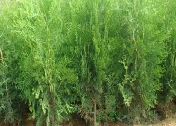 植物种类|桧柏和蜀桧是一种植物吗