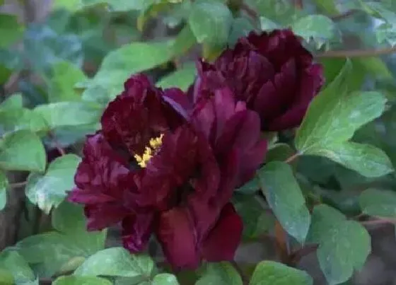 花期|黑牡丹一年开几次花 花期多长时间