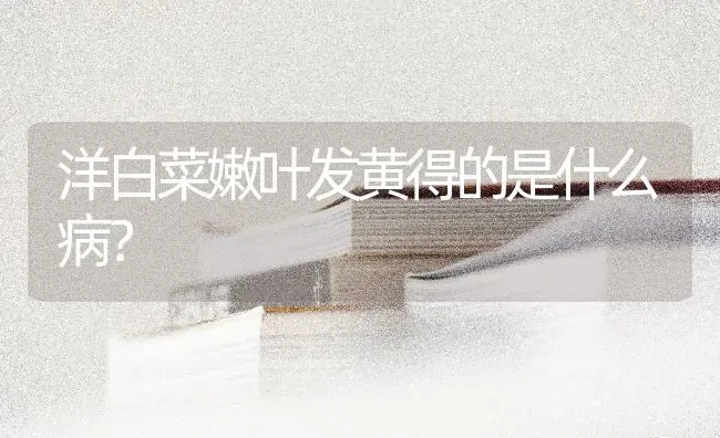 洋白菜嫩叶发黄得的是什么病？ | 蔬菜种植