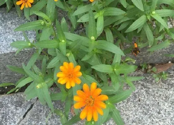 花期|皇菊一年开几次花
