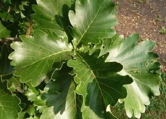 喷药|用什么农药喷毛毛虫最有效果不伤植物
