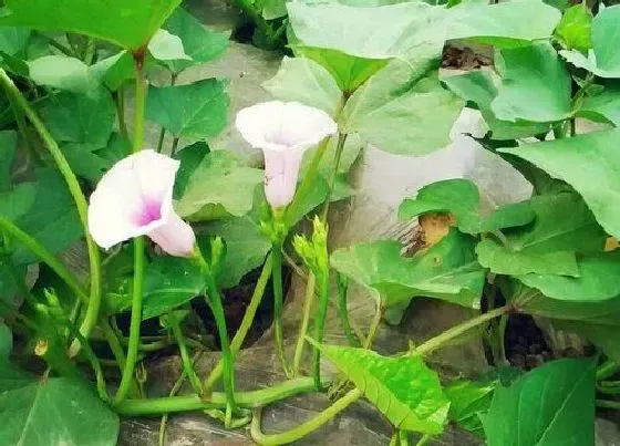 植物百科|白薯开花好不好