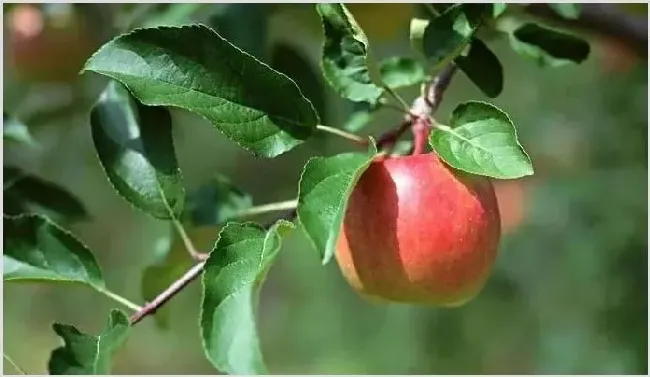 苹果常见病害防治指南 | 种植病虫害