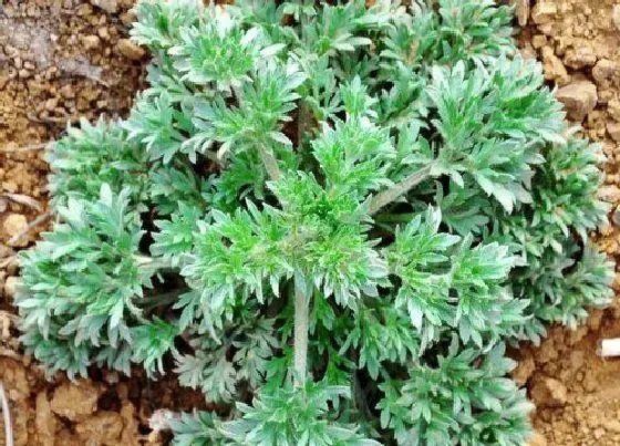 植物百科|白蒿在农村叫什么