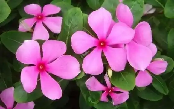 吸甲醛|长春花可以净化空气吗 有吸甲醛的作用吗